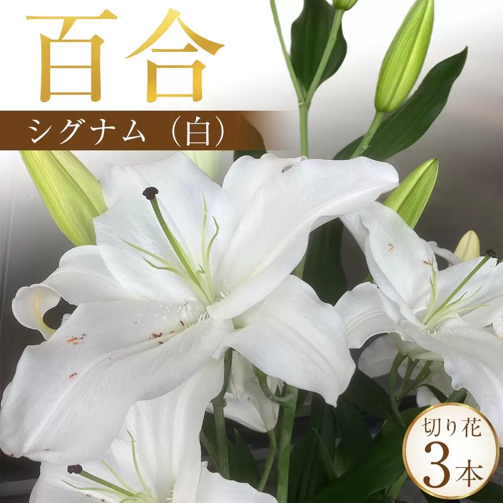 百合・シグナム（白）3本 切り花