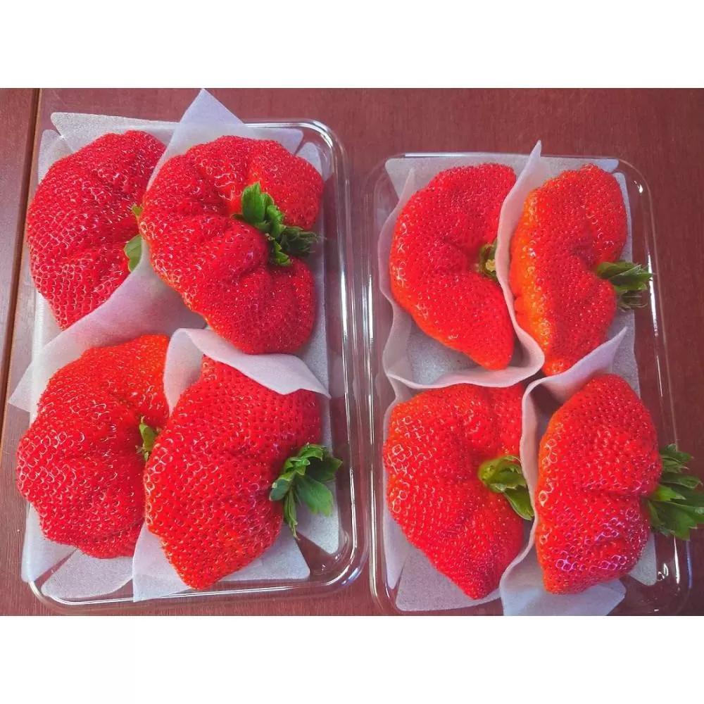 魔法のいちご さちのか (1パック300g以上×2パック) 生産者おまかせ