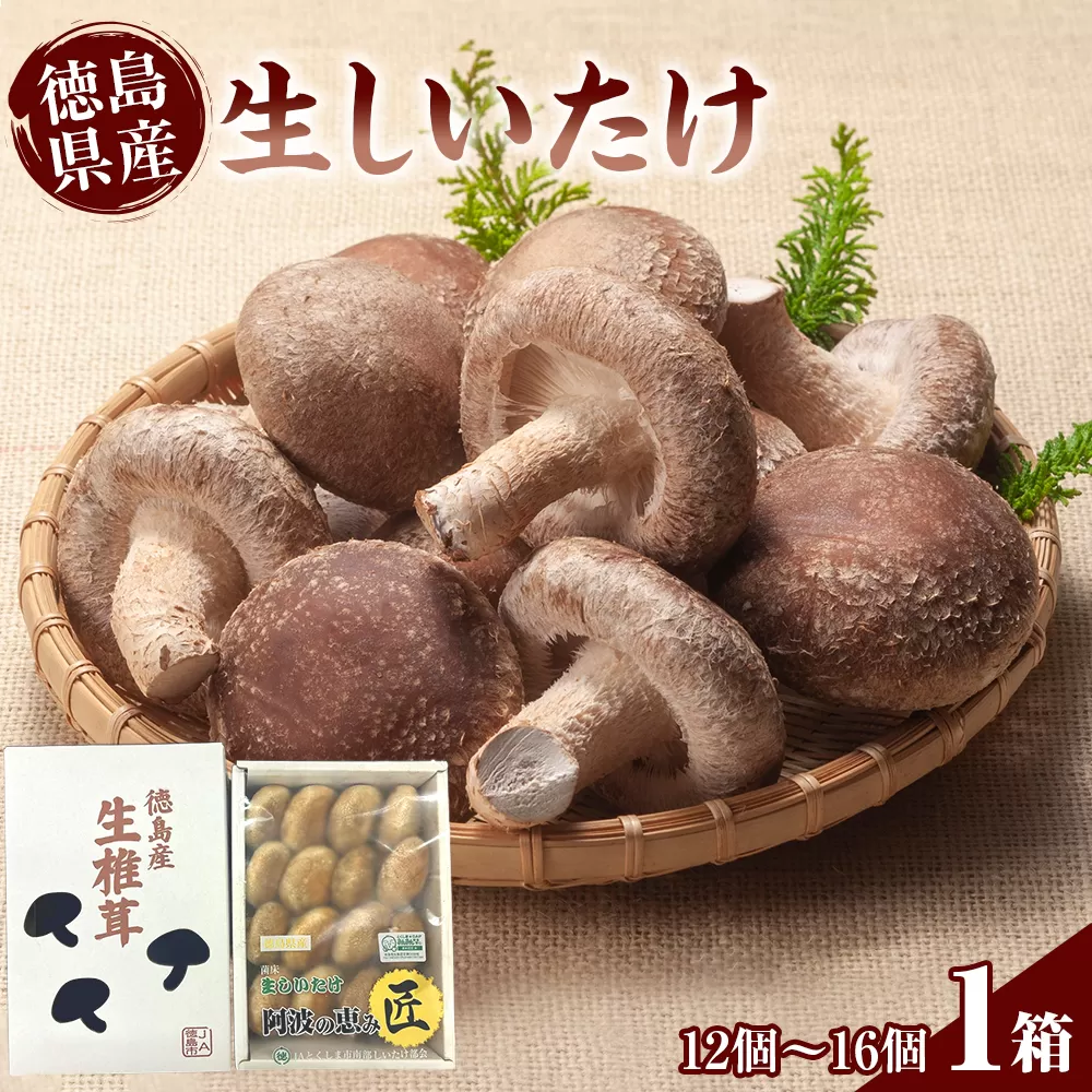 徳島県産 生しいたけ  1箱(12個～16個）
