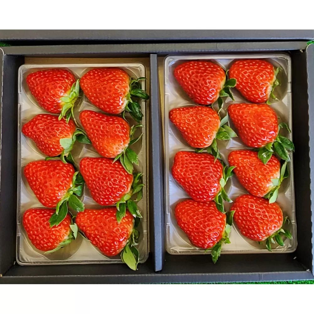 いちご 約250g×2　【かおり野/紅ほっぺ/ベリーポップすず】から1～2品種お届け