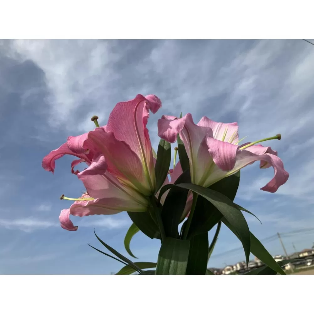 ピンクの百合・マスター　3本　切り花