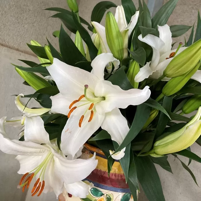 百合・シベリア 30輪 切り花