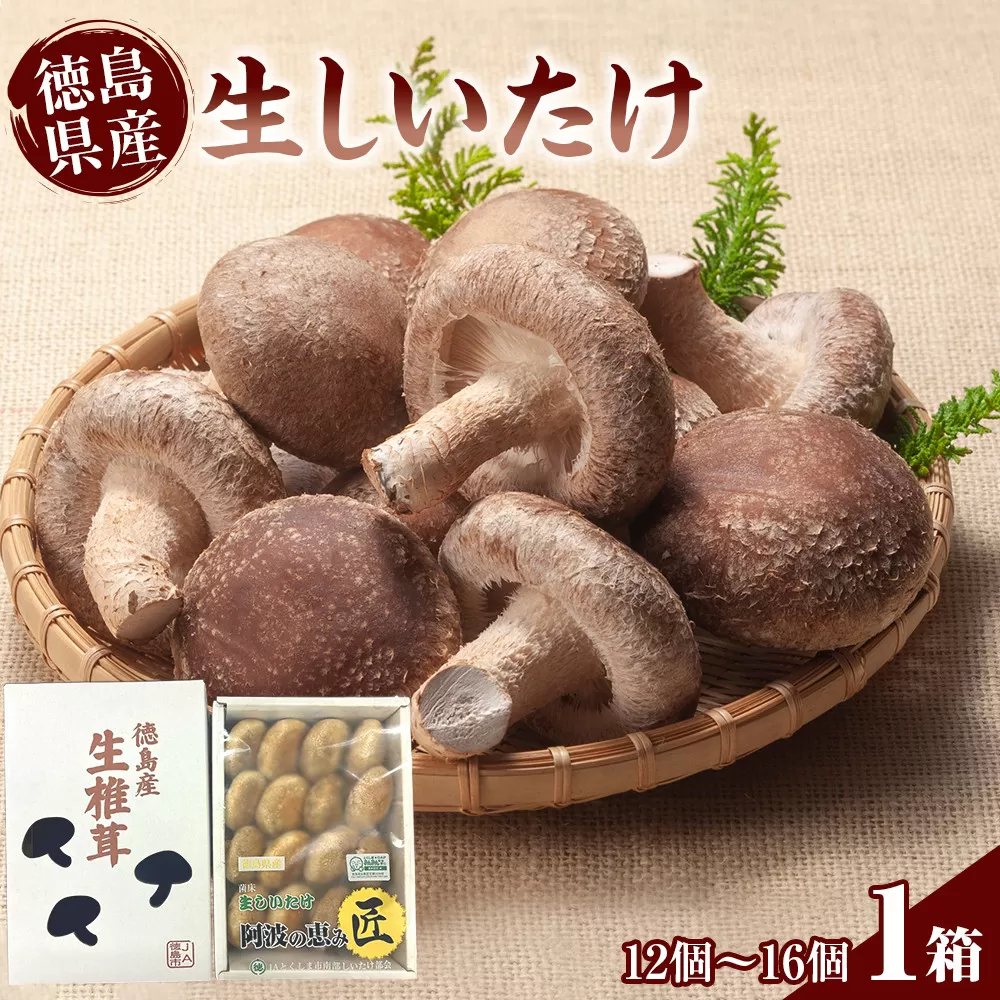 徳島県産 生しいたけ  1箱(12個～16個）