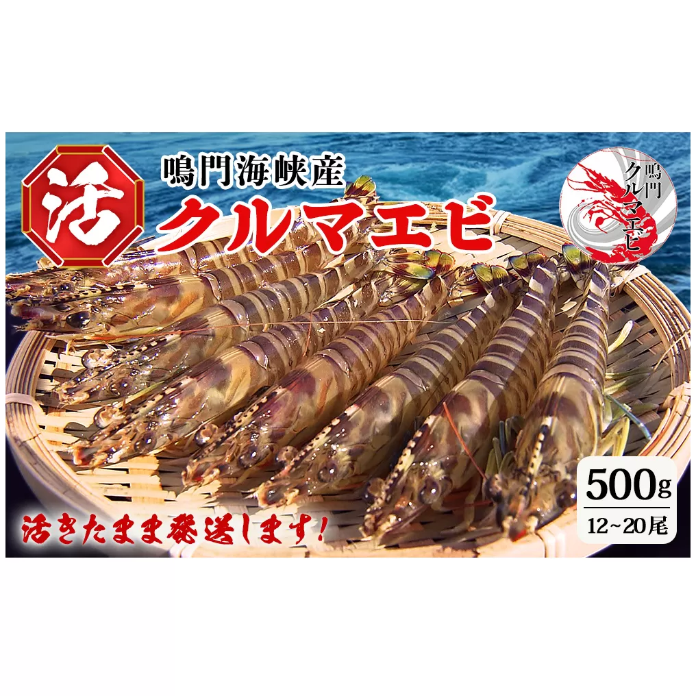 【予約受付中・8月頃より順次発送】活クルマエビ 500g　【活き発送】　※説明文をご確認ください