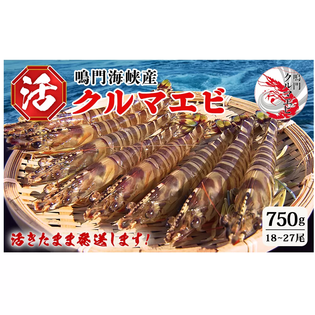 活クルマエビ 750g　【活き発送】　※説明文をご確認ください