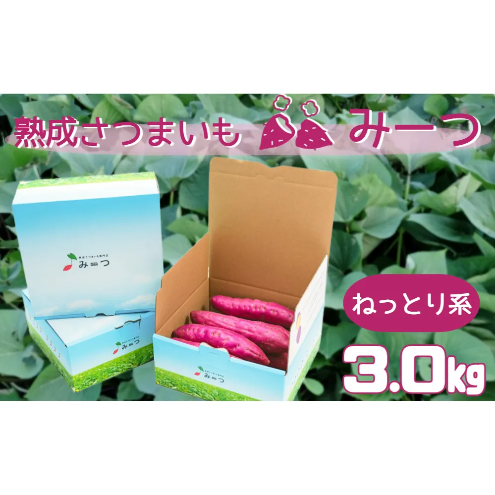 熟成さつまいも みーつ (ねっとり系) 3.0kg ｜ 紅はるか べにはるか 甘い ねっとり 熟成 国産 産地直送 スイーツ おやつ 焼き芋 焼芋 焼きいも スイートポテト 天ぷら 干し芋 ギフト お土産 おみやげ