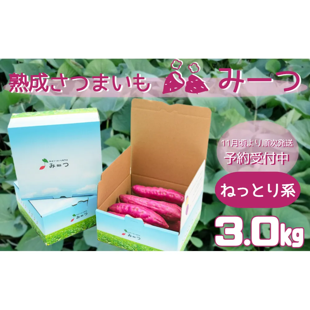 [予約受付中・2025年11月頃より順次発送]熟成さつまいも みーつ (ねっとり系) 3.0kg | 紅はるか べにはるか 甘い ねっとり 熟成 国産 産地直送 スイーツ おやつ 焼き芋 焼芋 焼きいも スイートポテト 天ぷら 干し芋 ギフト お土産 おみやげ