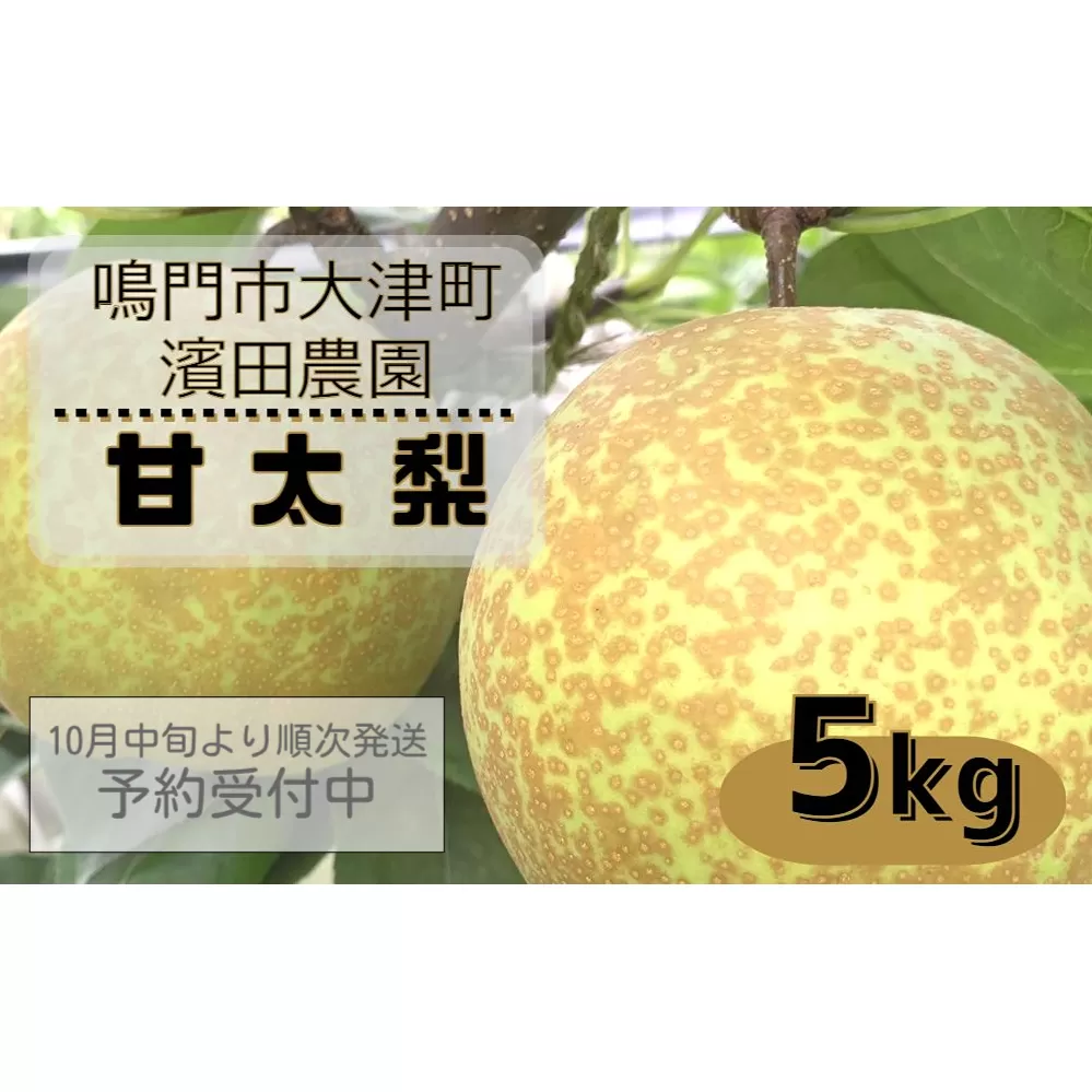 【濱田農園】 甘太梨 約5kg 【数量限定】【予約受付中・10月中旬より順次発送】フルーツ 果物 梨 ナシ 完熟梨 季節の梨 旬の梨 秋の梨 鳴門の梨 完熟果物 季節の果物 旬の果物 秋の果物 鳴門の果物 完熟フルーツ 季節のフルーツ 旬のフルーツ 秋のフルーツ 鳴門のフルーツ 濱田農園の果物 濱田農園のフルーツ梨果物 