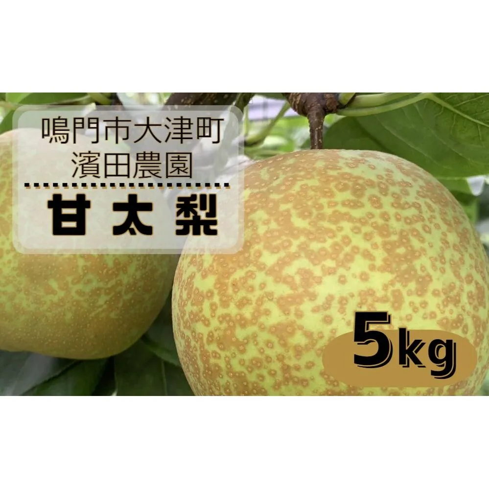 【予約受付中】【10月上旬～中旬より順次発送】【濱田農園】 甘太梨 約5kg 【数量限定】