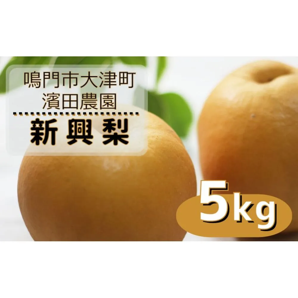 【予約受付中】【10月中旬～下旬より順次発送】【濱田農園】 新興梨 約5kg 【数量限定】