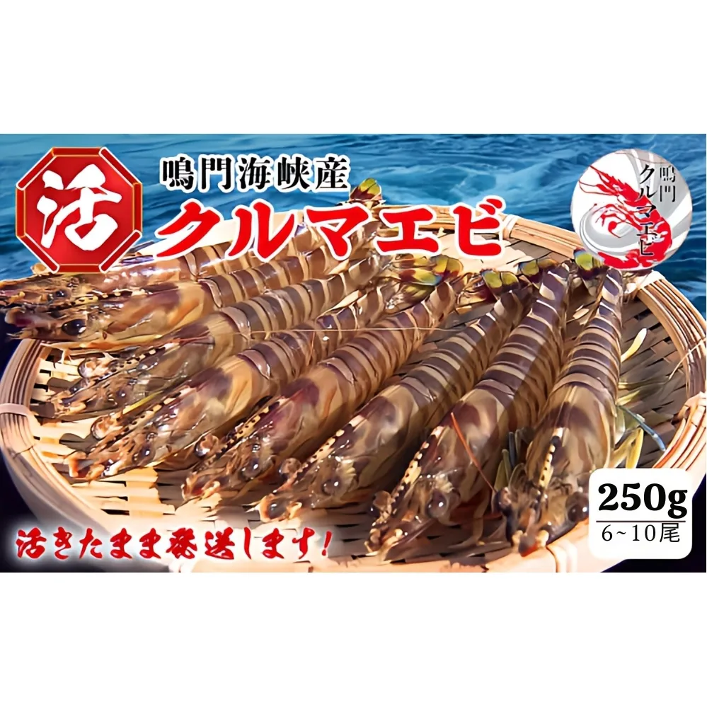 【予約受付中・8月頃より順次発送】活クルマエビ 250g　【活き発送】 ※説明文をご確認ください