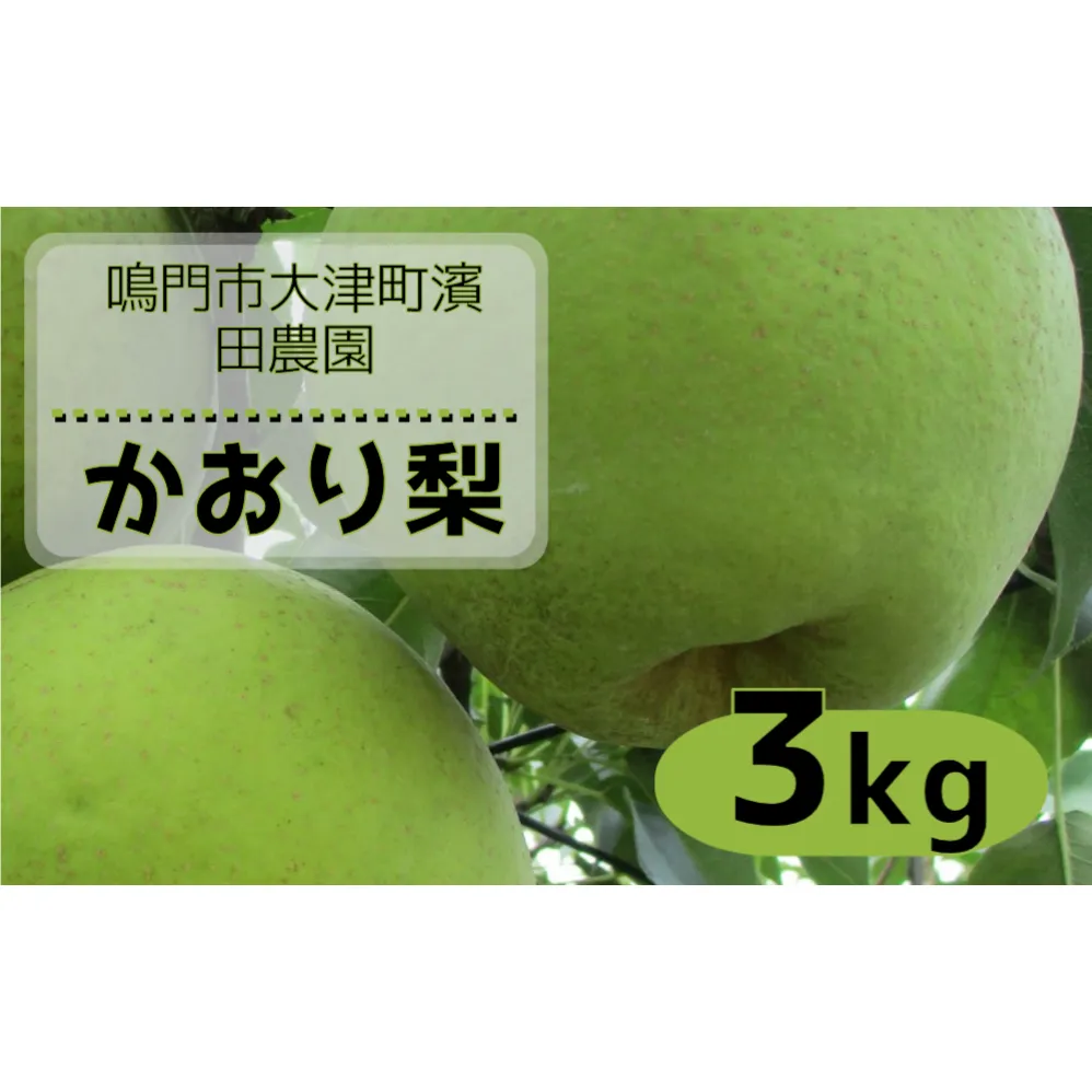 【予約受付中】【9月上旬～中旬より順次発送】【濱田農園】 かおり梨 約3kg 【数量限定】