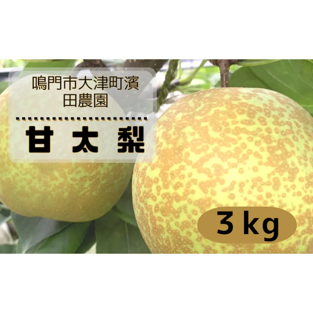【予約受付中】【10月上旬～中旬より順次発送】【濱田農園】 甘太梨 約3kg 【数量限定】