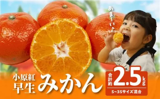 【訳あり】ご家庭用小原紅早生みかん(サイズおまかせ)　約2.5kg【11月下旬〜1月下旬配送予定】