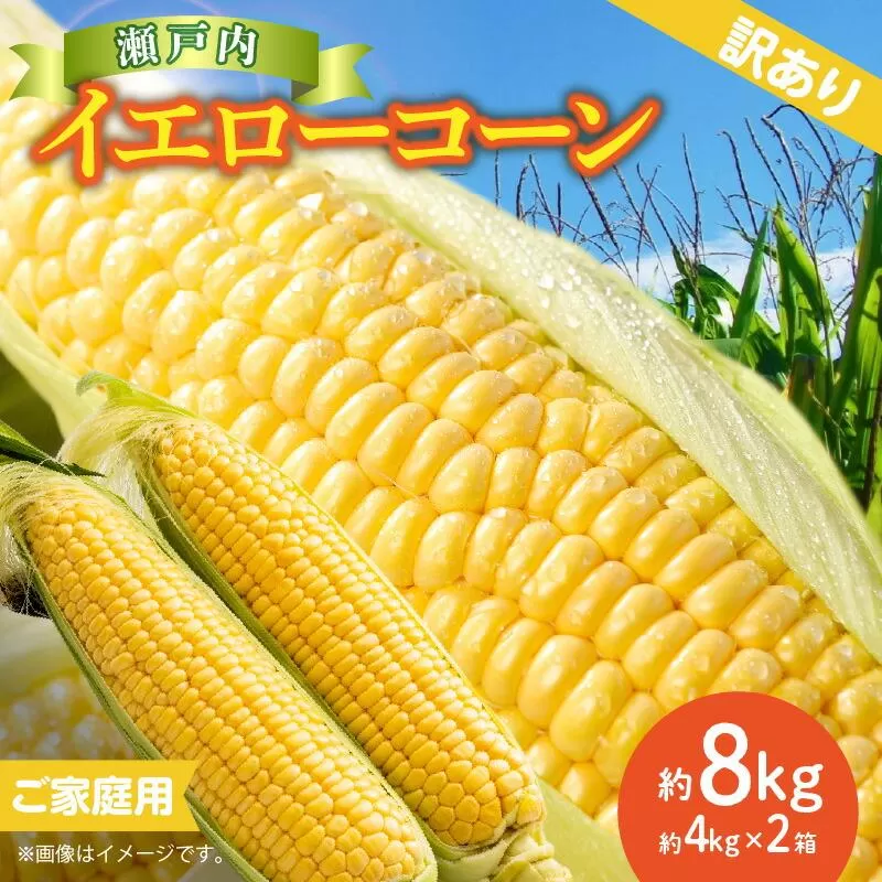 訳あり ご家庭用 瀬戸内イエローコーン 約8kg【2027-6月上旬～2027-7月中旬配送】
