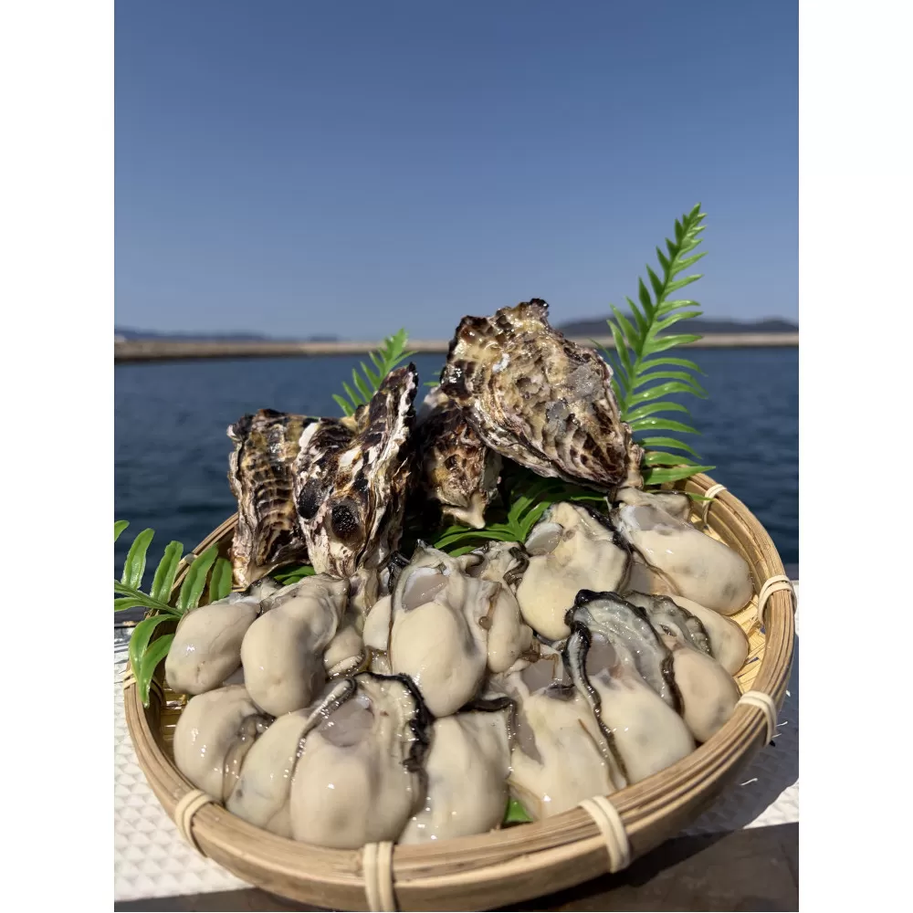 加熱用 殻付き牡蛎1kg