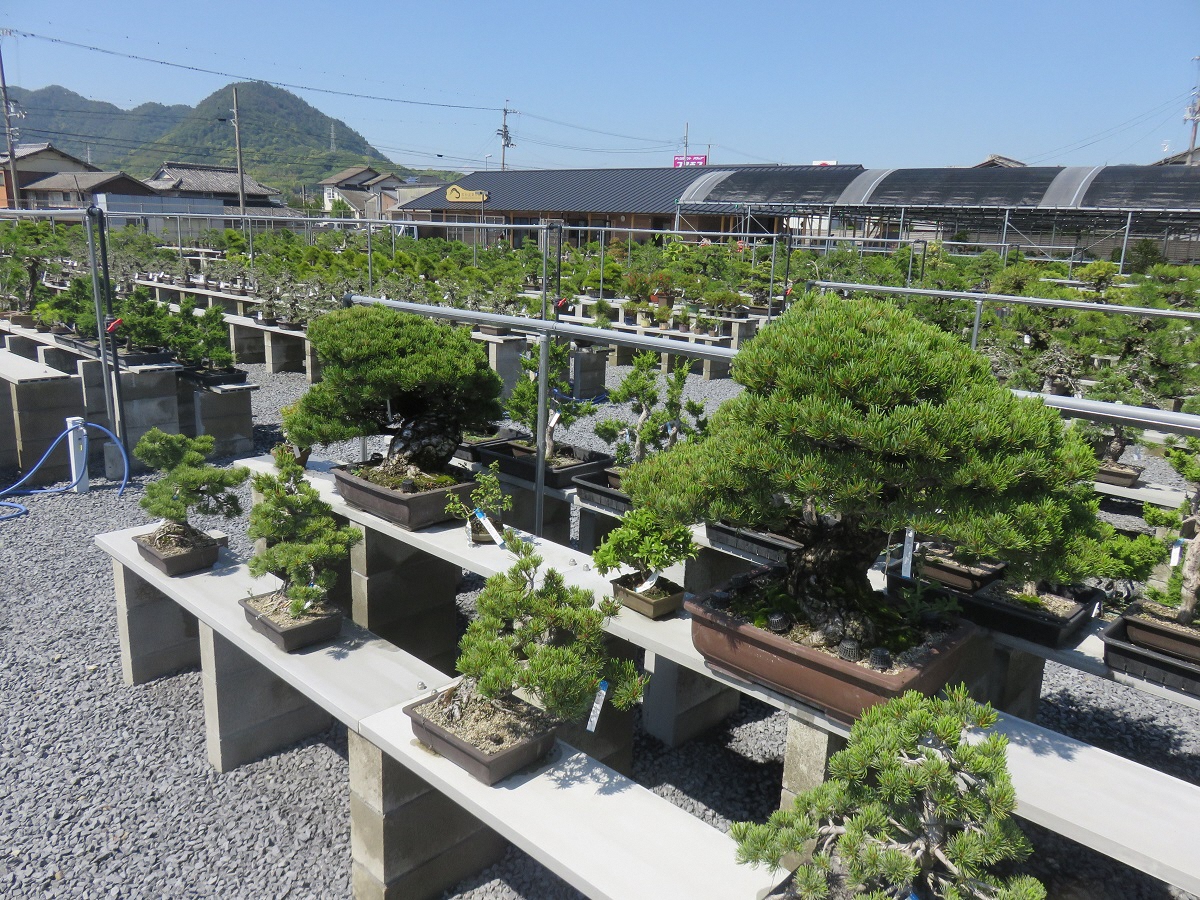 高松盆栽の郷