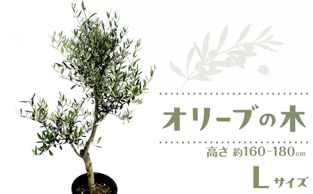 オリーブの木　Lサイズ　高さ約160～180cm