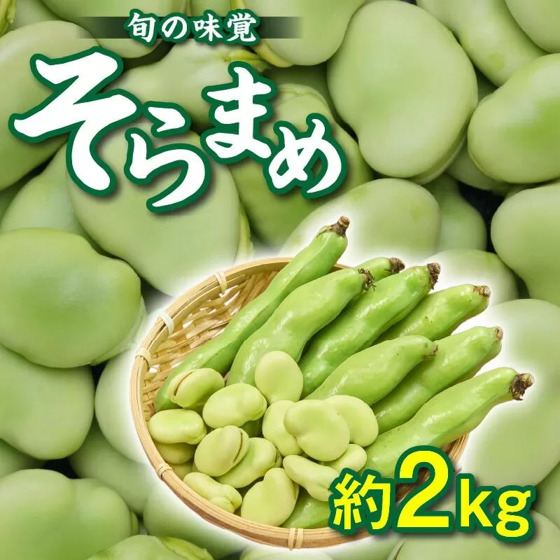 旬の味覚 そらまめ 約2kg【2027年5月上旬~2027年6月上旬配送】