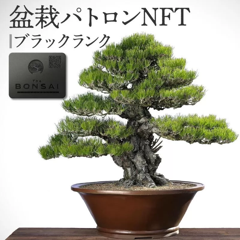 盆栽パトロンNFT ブラックランク