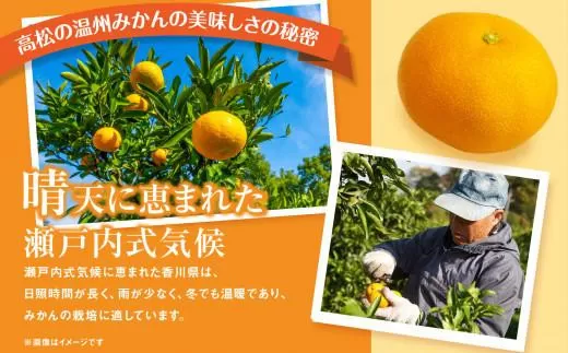 瀬戸内温州みかん（2L～Mサイズ混合）約10kg【2025-10月中旬～2026-1月下旬配送】