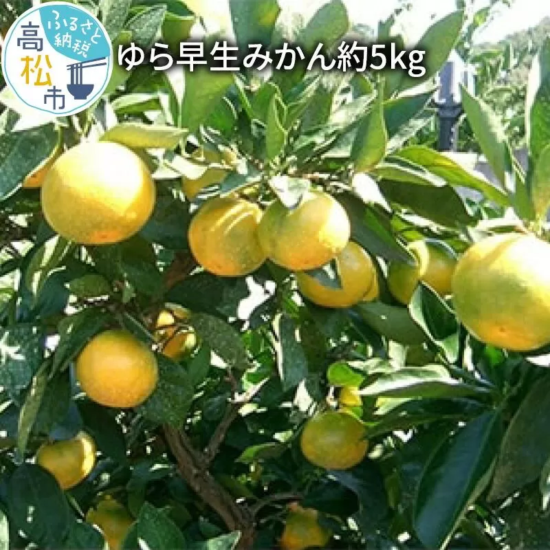 ゆら 早生 みかん 約5kg【2025-9月下旬〜2025-11月上旬配送】