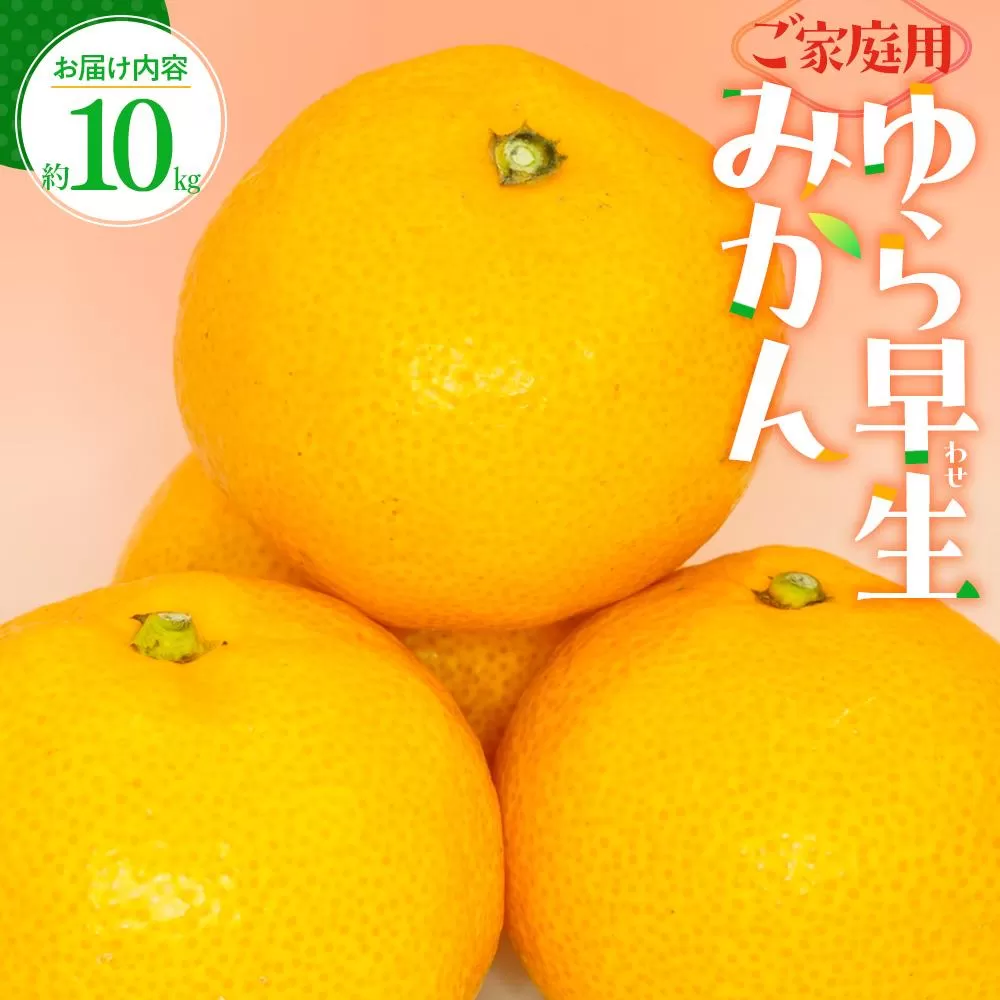 ご家庭用 ゆら早生 みかん 約10kg【2025-9月下旬〜2025-11月上旬配送】