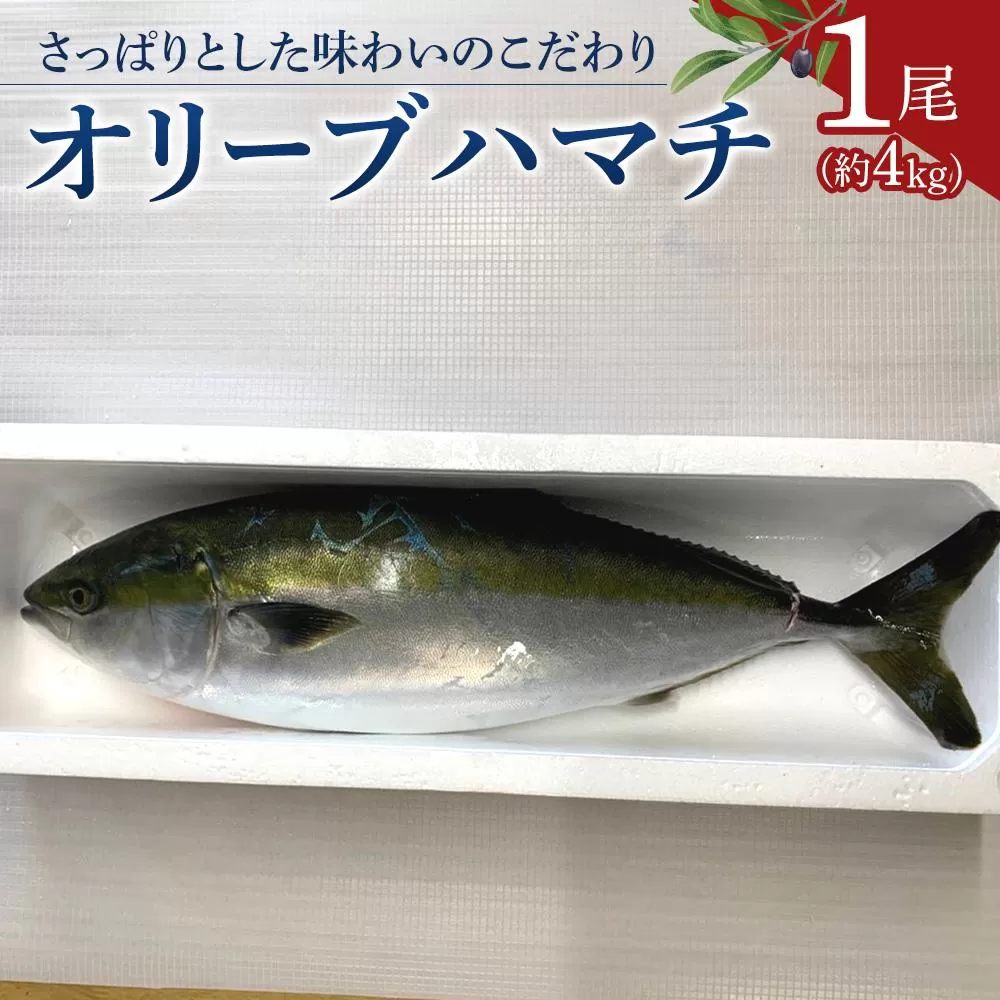 オリーブハマチ1尾 約4kg