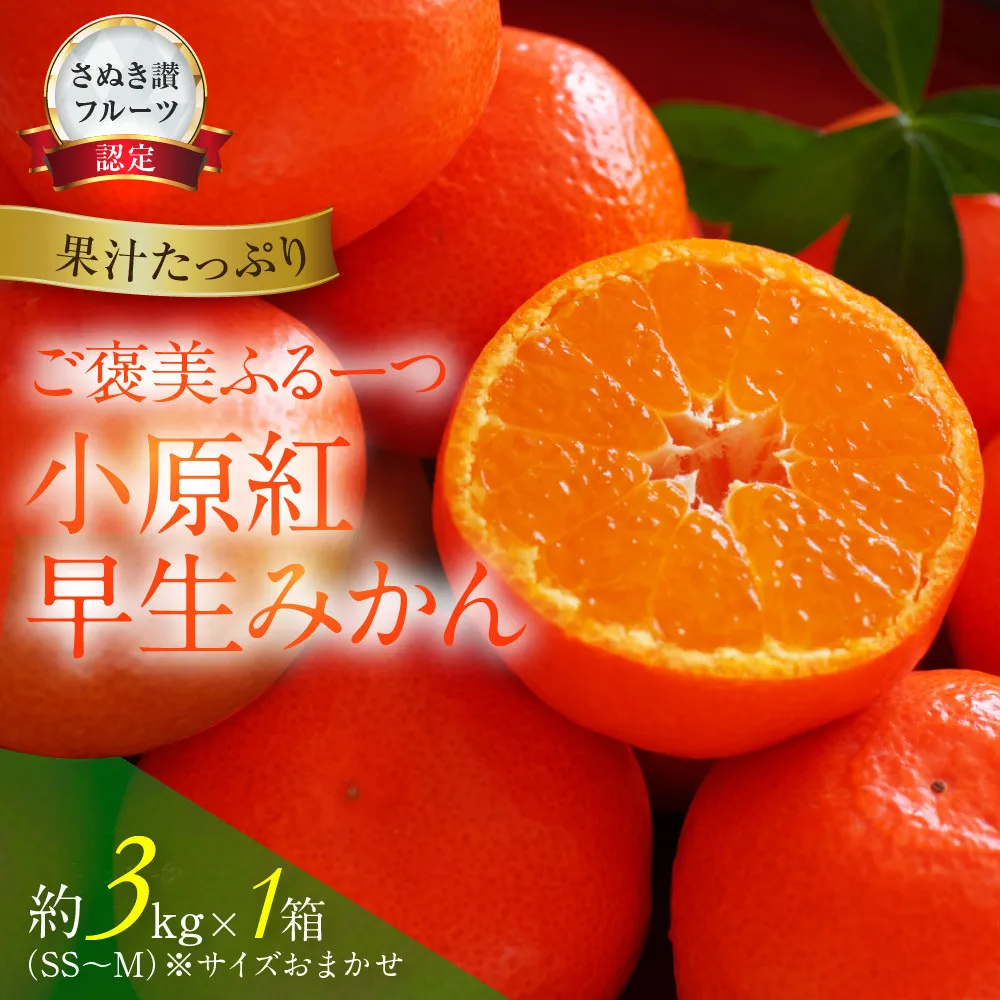 ≪ご褒美ふるーつ≫「小原紅早生みかん」約3kg【2026年12月以降お届け】