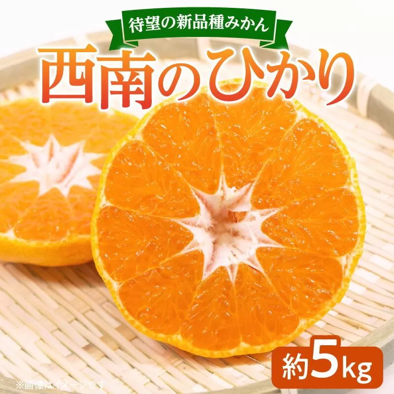 待望の新品種みかん　西南のひかり　約5kg【2026年12月上旬～2027年1月上旬配送】