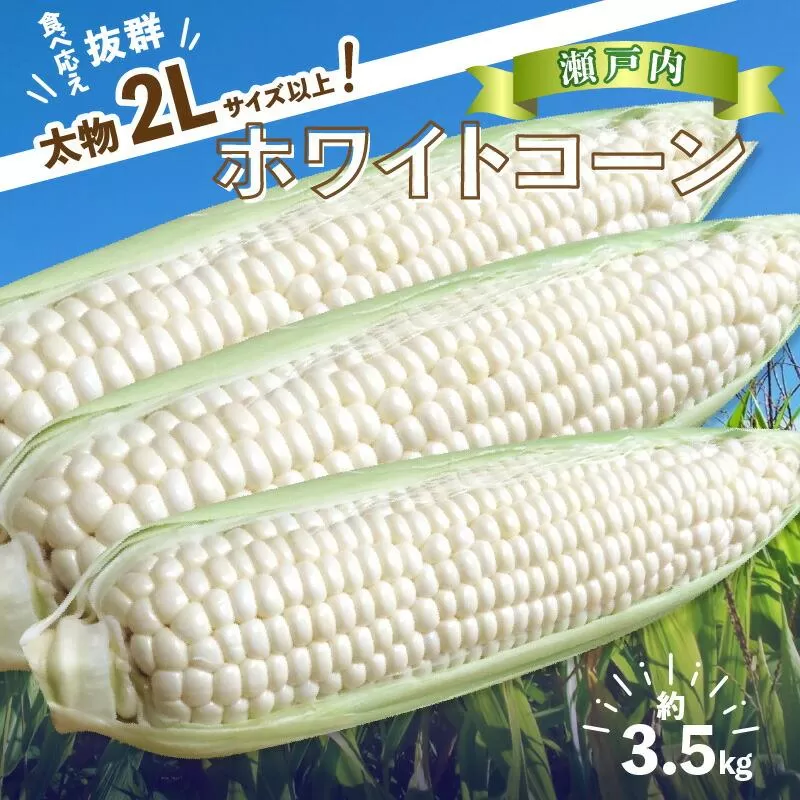 \寄附額改定/太物2Lサイズ以上!瀬戸内ホワイトコーン 約3.5kg【2027-6月中旬~2027-7月中旬配送】
