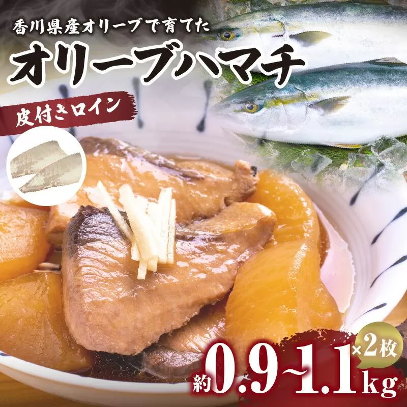 オリーブハマチ（養殖）　皮引きロイン