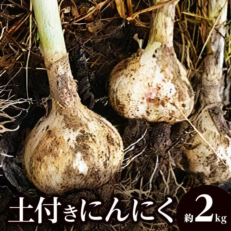 土付きにんにく 約2kg【2027年5月上旬~2027年6月中旬配送】