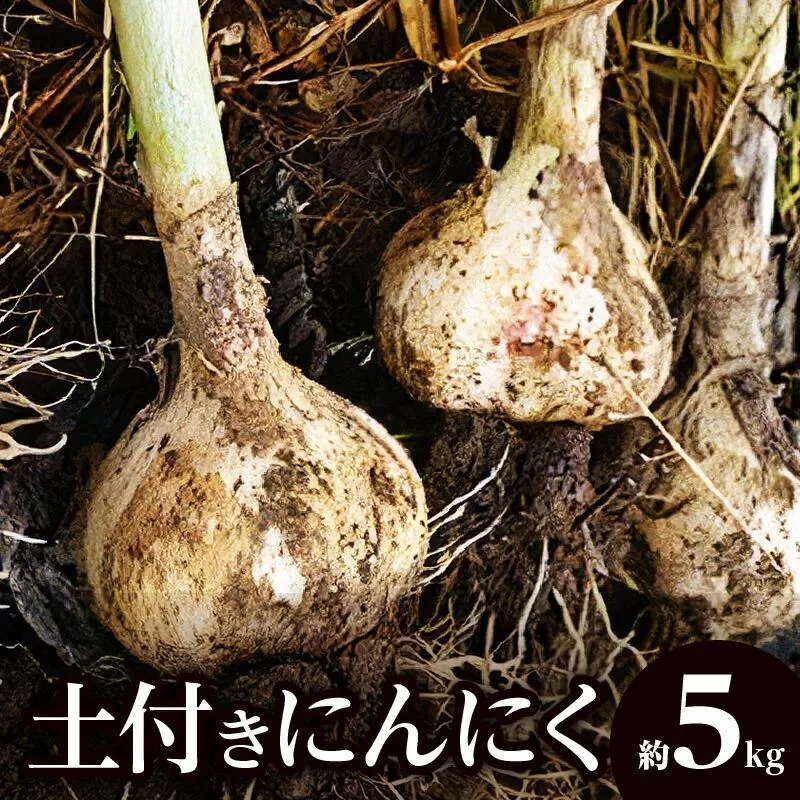 土付きにんにく 約5kg【2027-5月上旬～2027-6月中旬配送】