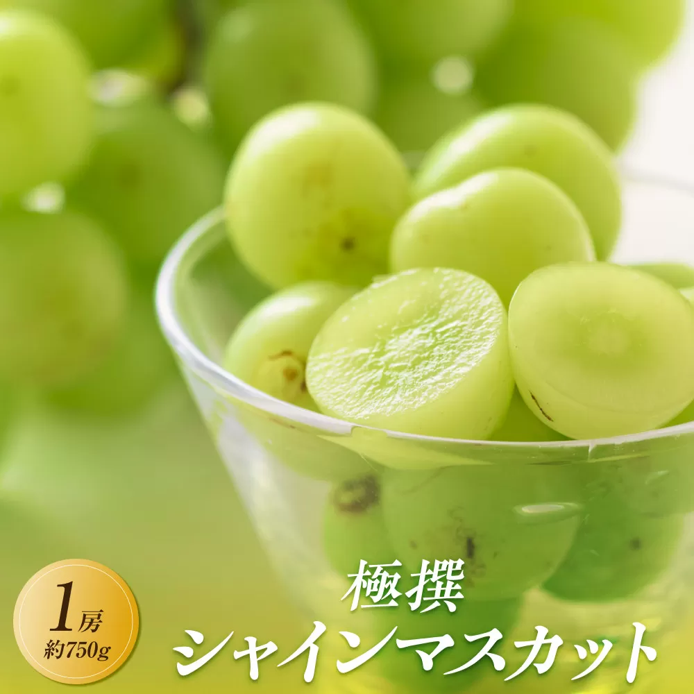 【2025年8月中旬より順次発送】極撰！大房シャインマスカット　1房(約750g)｜ぶどう マスカット シャインマスカット ブドウ 種なしぶどう 種無し 葡萄 果物 フルーツ くだもの 先行予約 2025予約 冷蔵 香川 高松