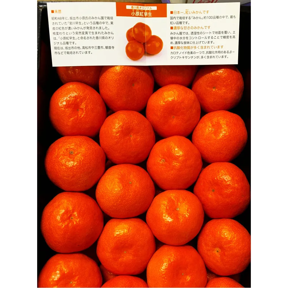≪ご褒美ふるーつ≫「小原紅早生みかん」約3kg【2026年12月以降お届け】