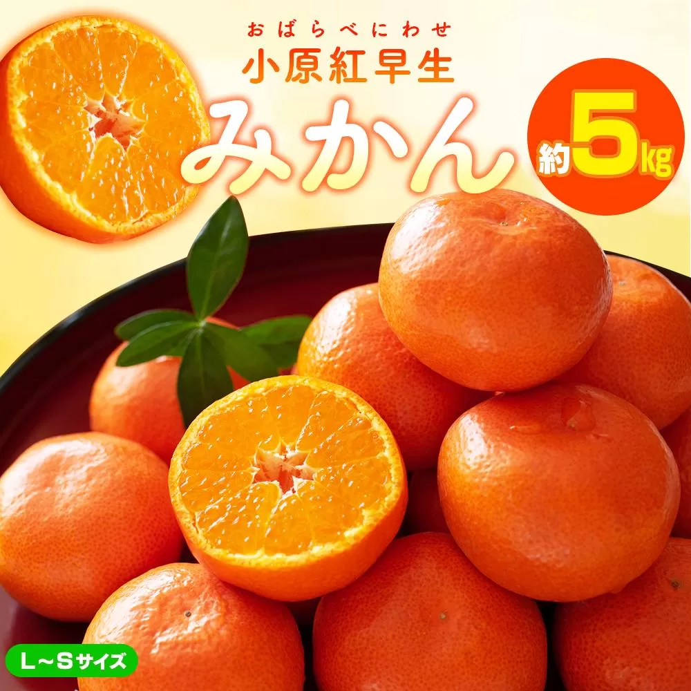 小原紅早生みかん(L〜Sサイズ)　約5kg【2025-11月中旬〜2026-1月中旬配送】