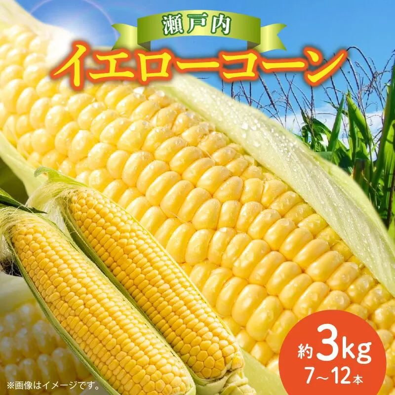 \寄附額改定/瀬戸内イエローコーン 約3kg【2027-6月上旬~2027-7月中旬配送】