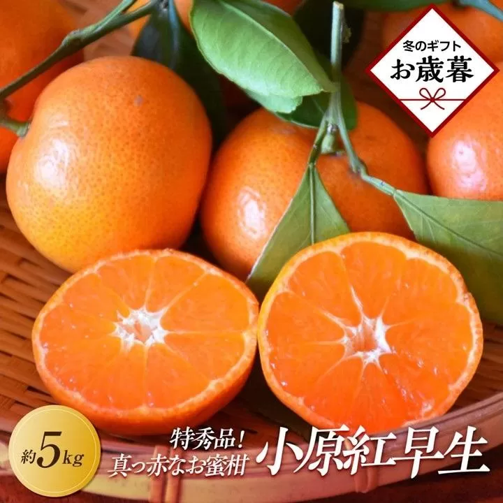 【お歳暮ギフト/熨斗対応】特秀品！真っ赤なお蜜柑「小原紅早生」約5kg