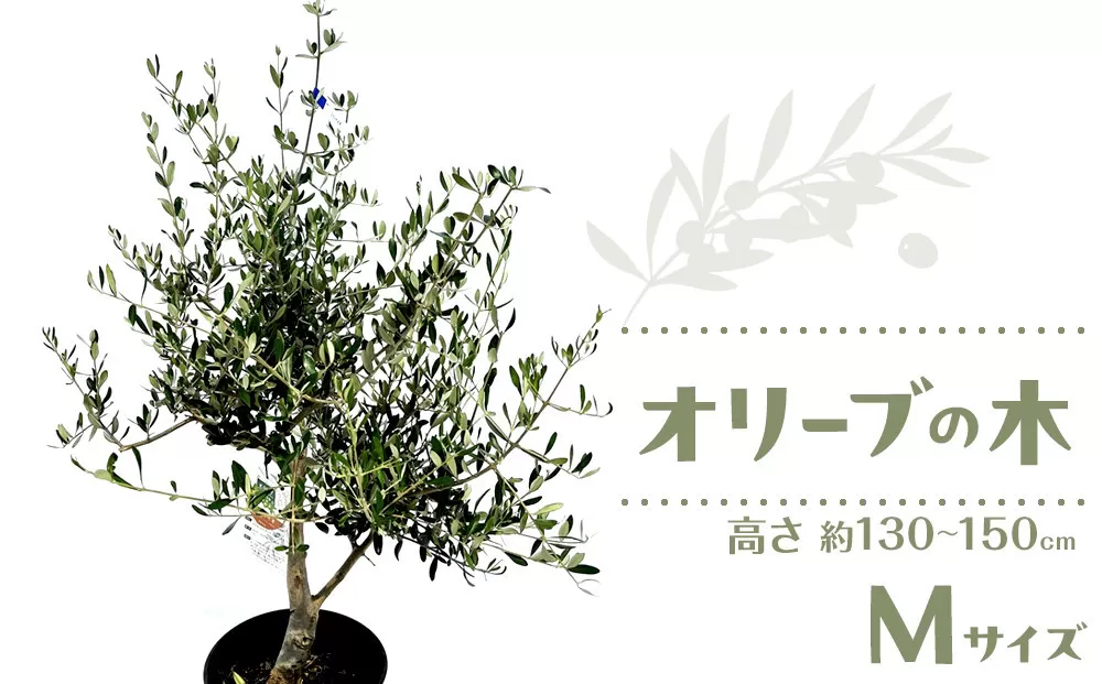 オリーブの木　Mサイズ　高さ約130～150cm