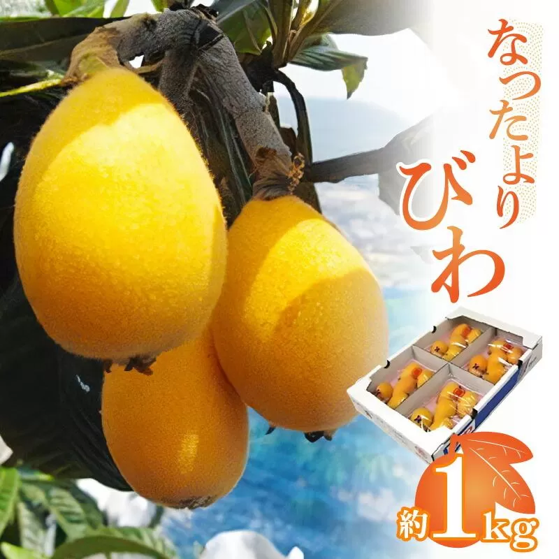 なつたよりびわ 約1kg (約250g×4パック)【2027-5月中旬~2027-6月中旬配送】