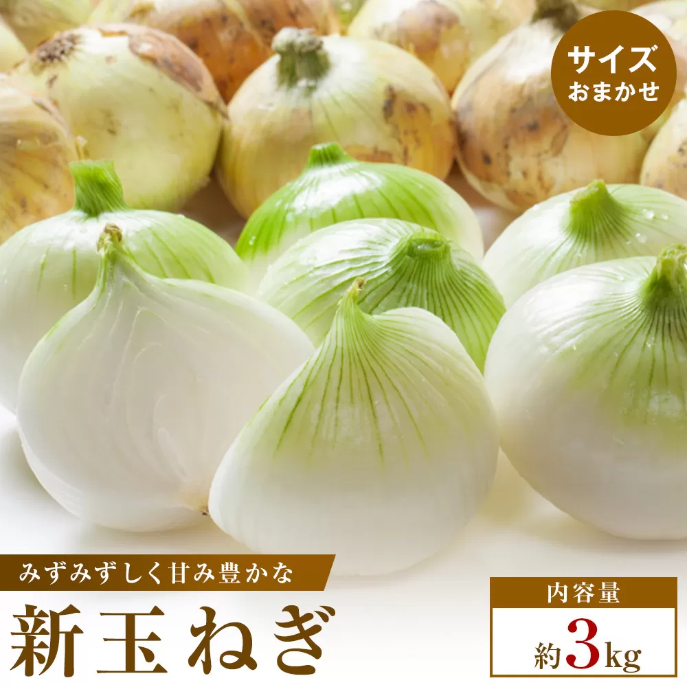 【2026年3月~5月発送】この時期にしか味わえない、みずみずしく甘み豊かな「新玉ねぎ」　約3kg