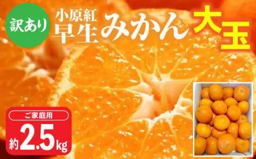 【訳あり】ご家庭用小原紅早生みかん(大玉)　約2.5kg【11月下旬〜1月下旬配送予定】