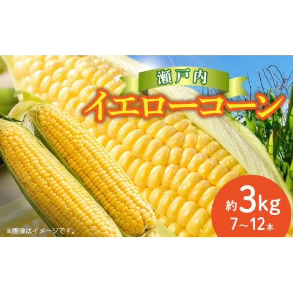 瀬戸内イエローコーン 約3kg【2027-6月上旬~2027-7月中旬配送】