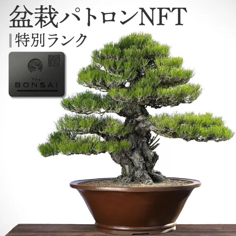 盆栽パトロンNFT 特別ランク