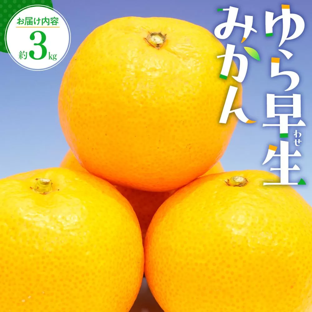 ゆら 早生 みかん 約3kg【2025-9月下旬〜2025-11月上旬配送】