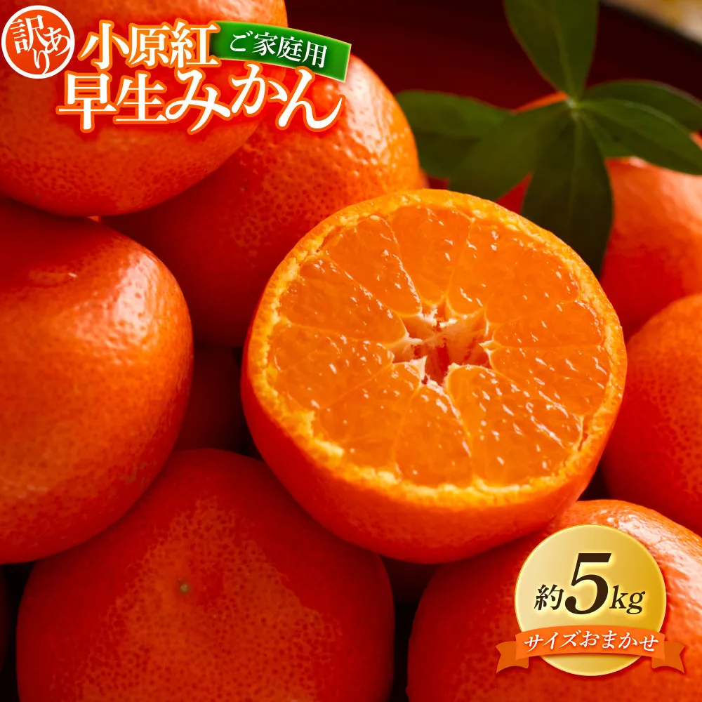 【訳あり】ご家庭用　小原紅早生みかん(サイズおまかせ)約5kg【2026年11月中旬～2027年1月中旬配送】