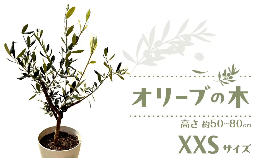 オリーブの木　XXSサイズ　高さ約50～80cm