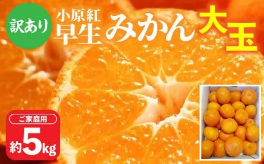 【訳あり】ご家庭用小原紅早生みかん(大玉)　約5kg【2025-11月中旬〜2026-1月中旬配送】