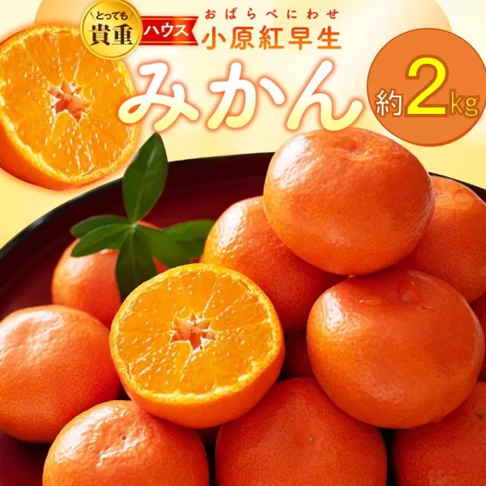 とっても貴重　ハウス小原紅早生みかん　約2kg【2025-6月中旬〜2025-8月上旬配送】